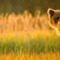 Wildlife Animal Photography: A Creative Nature Photography Guide