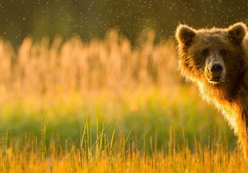 Wildlife Animal Photography: A Creative Nature Photography Guide