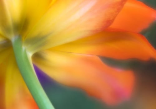 Flower Photography: Capturing Nature's Beauty