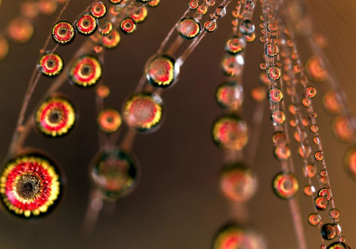 How to Capture Stunning Water Droplet Macro Photographs