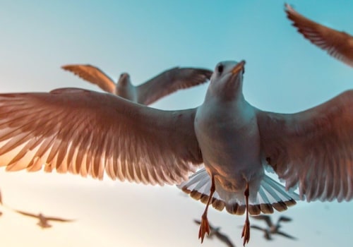 Bird Photography: How to Capture Stunning Images